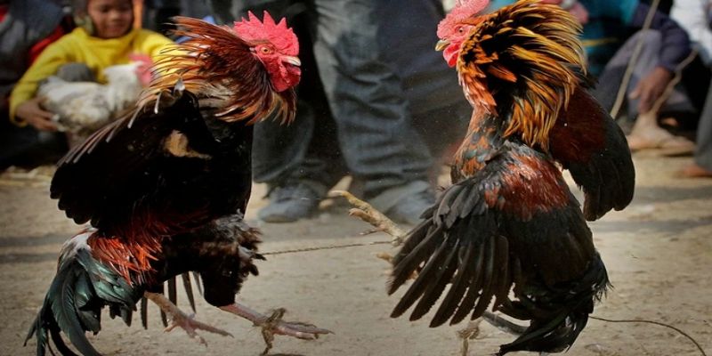 Đá Gà Bongvip – Xem Chọi Kê Mãn Nhãn Và Cá Cược Cực Khủng